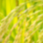 bg-top-about-hongthong-rice