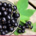 แบร็คเคอร์แร้นท์ (Black Currant)