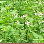 HTR-6-herbs-4