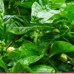 HTR-6-herbs-6
