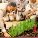 HTR-king9-rice-research-3