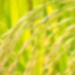 bg-top-about-hongthong-rice